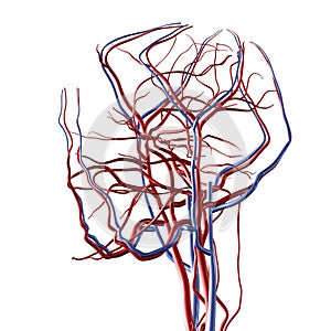 Head and Brain Arteries photo