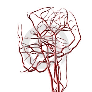 Head and Brain Arteries