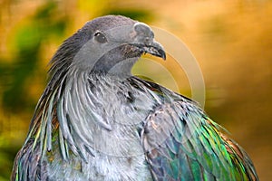 Head and breast of a nicobar pigeon looking sideways in front of a golden background