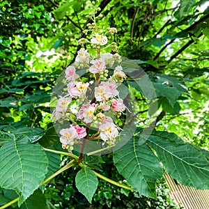 A head of brightly coloured horse chestnut flowers nestling among green foliage in springtime