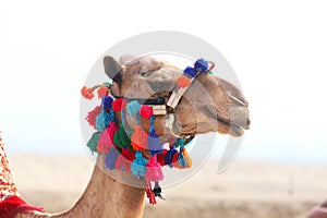 Head of a brightly decorated camel