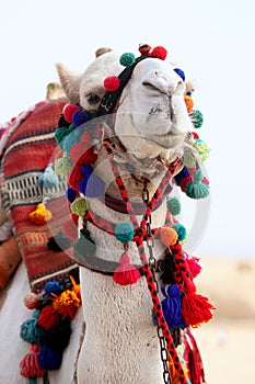 Head of a brightly decorated camel