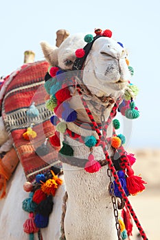 Head of a brightly decorated camel