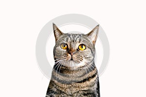 The head of british short hair cat with bright yellow eyes looking up. Tabby color Ñute cat isolated on white background.