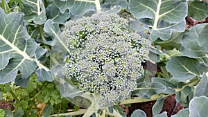 Head of broccoli ready to be harvested