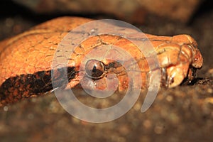 Brongersma short-tailed python