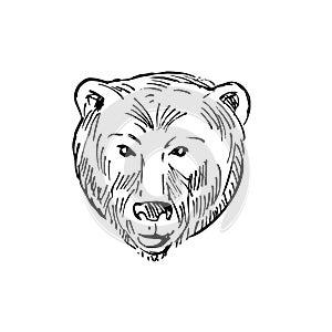 Head of a Brown Bear Ursus Arctos or Grizzly Bear Scratchboard Style Black and White