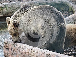 Head of a brown bear very close to the camera