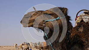 Head of brown camel in wild desert close up. Muzzle of camel in Sahara desert