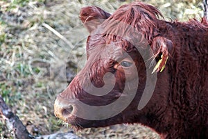 Head of a brown cow in the profile with earmark photo