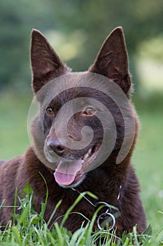 Head of brown dog - kelpie photo