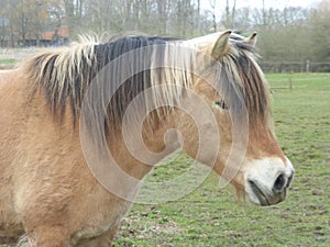 Head of a brown farm horse in a meadow