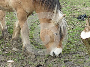 head of a brown farm horse in the meadow