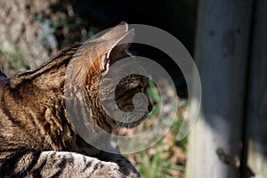 Head of a brown, ginger and black striped cat resting in the sun, alert and watching
