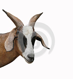 Head of brown goat isolated on white background.