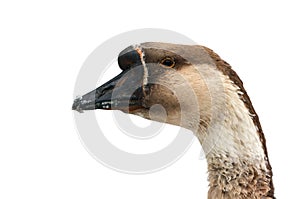 Head of a brown goose close-up isolated on white background