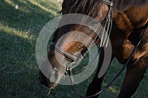 Head of brown horse