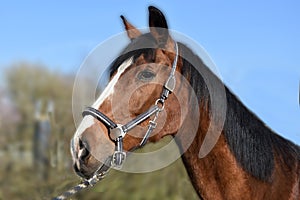 Head of a brown horse