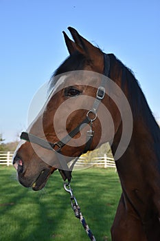 Head of a brown horse