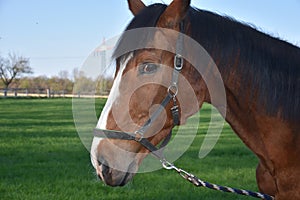 Head of a brown horse