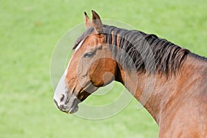 Head of a brown horse