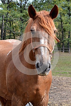 Head of brown horse