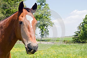 Cabeza de marrón un caballo 