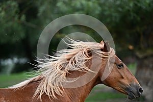 Head of brown horse (beautiful mane)
