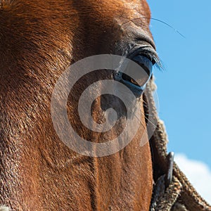 Head of a brown horse close up. countryside