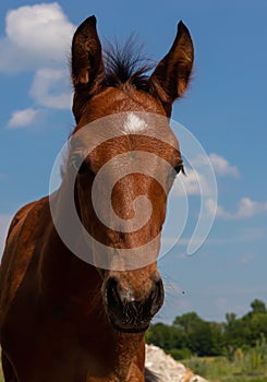 Head of a brown horse close up. countryside