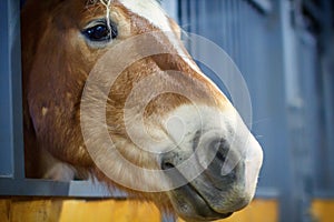 Head brown horse close-up. The foal stands in the pen and looks. Wooden stall for horses