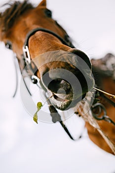 The head of a brown horse, a close-up of the horse`s nose, a view from the bottom up.