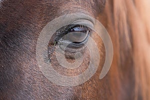 Head of a brown horse grass in the corner of the eye