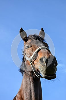 Head of a brown horse