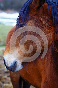 Head Brown Horse and land in background.