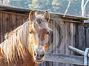 The head of a brown horse with a mane