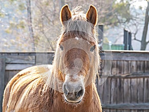 The head of a brown horse with a mane