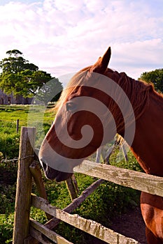 Head of a brown horse Norfolk, Baconsthorpe, United Kingdom