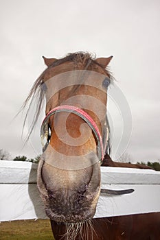 Horse`s head, close up, straight on, humorous