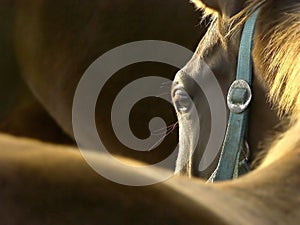 Cabeza de marrón un caballo sobre el atardecer 