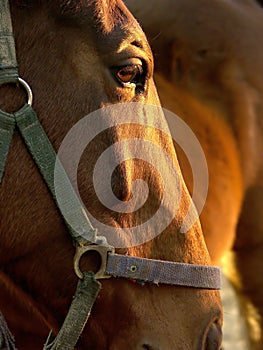 Hlava z hnedý kôň na západ slnka 