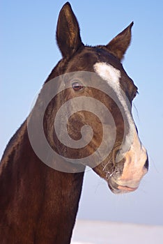 Head of the brown horse