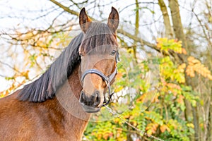 A head of a brown KWPN stallion, Dutch Warmblood horse, 2 years old. Outside against a green and yellow natural