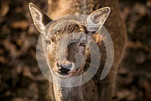 Head of brown reddish female fallow deer looking up