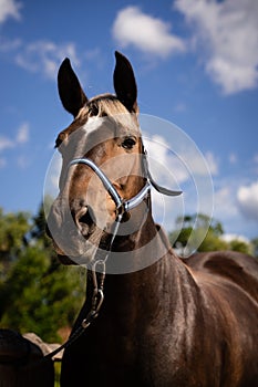 Head of a brown suit with a harness on a background