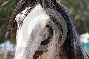 Head of brown and white horse head with unusual blue eye, close up