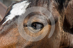 Head of brwn horse close up