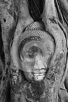The head of Buddha