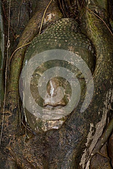 Head of buddha at Ayutthaya, Thailand