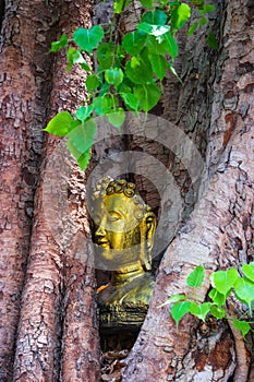 Head Buddha in the Bodhi Tree